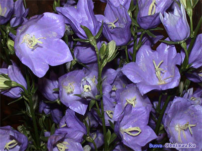 http://www.obnimau.ru/img/flowers.jpg